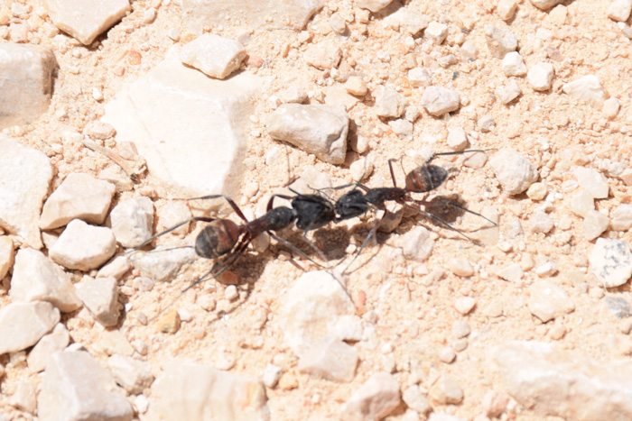 sp_ant-02.jpg