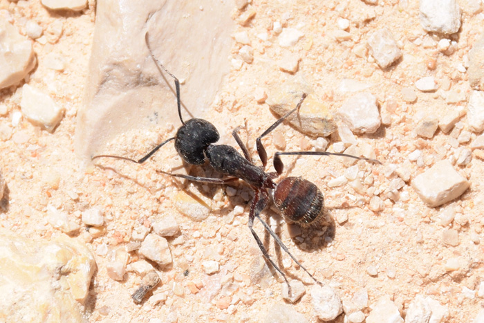 sp_ant-03.jpg