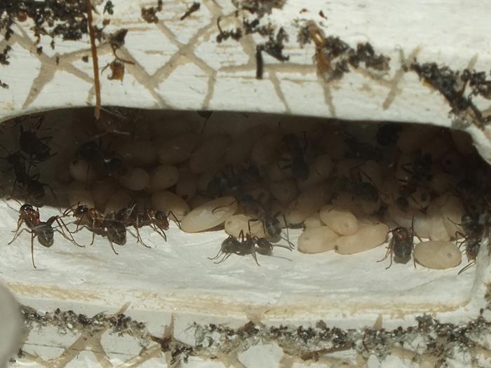 formicarium2.jpg