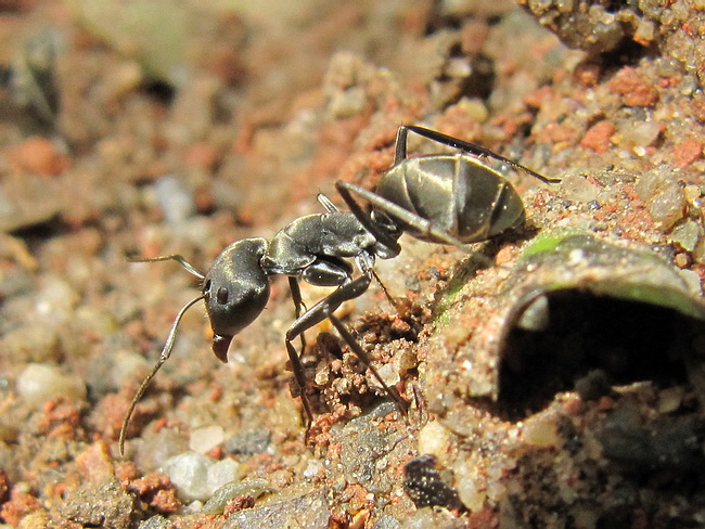 Camponotus parius.jpg