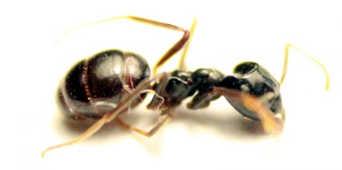 Муравьиный паром. Camponotus fallax матка.