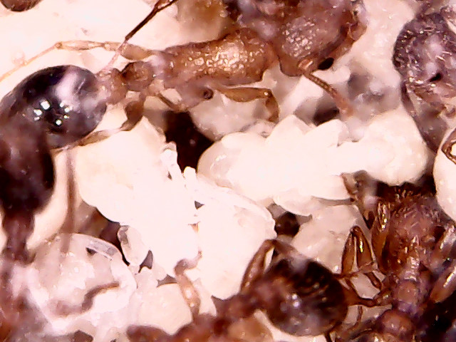 Куколки муравьев. Tetramorium bicarinatum. Муравьи тетрамориум. Куколка муравья. Куколка муравьиной матки.