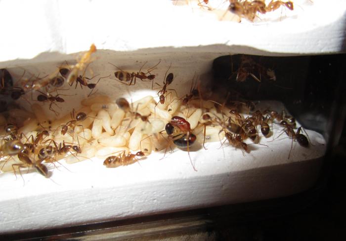 Как выглядит матка домашних муравьев маленьких в квартире фото