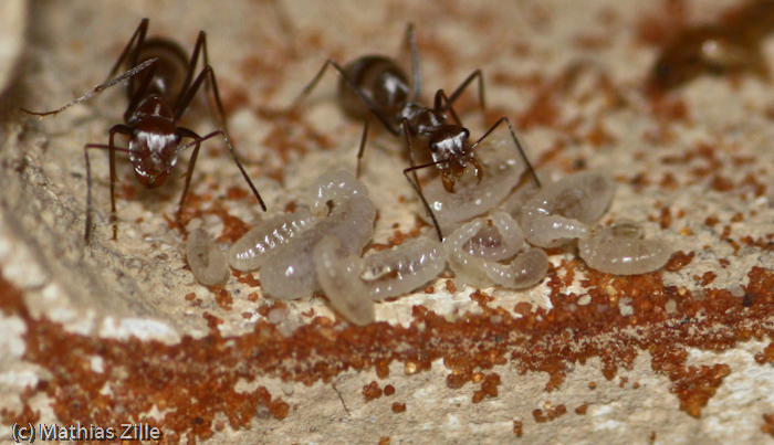 workers save the larvae 1