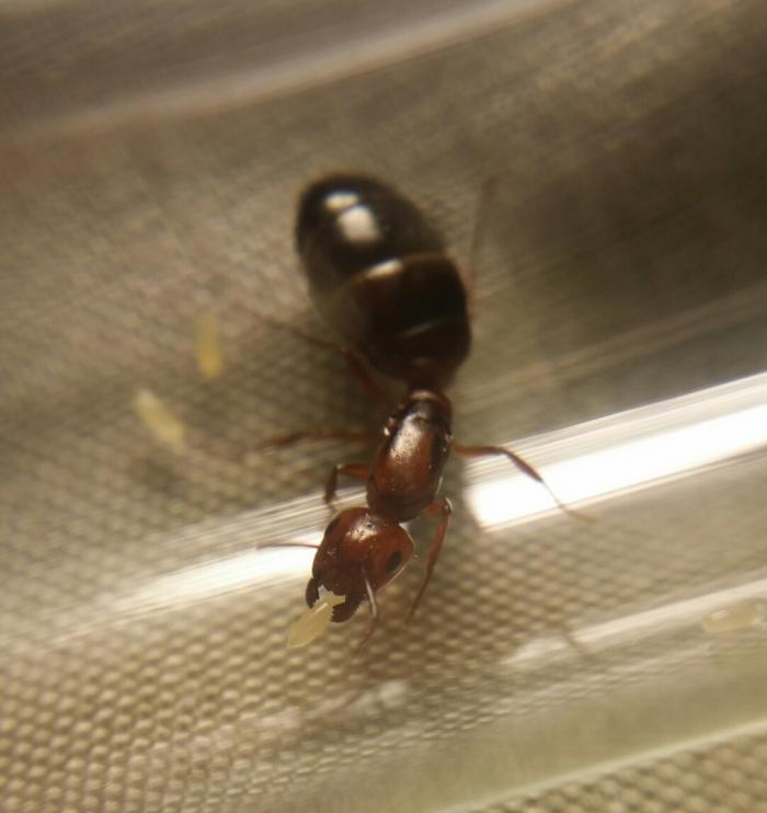Camponotus lameerei