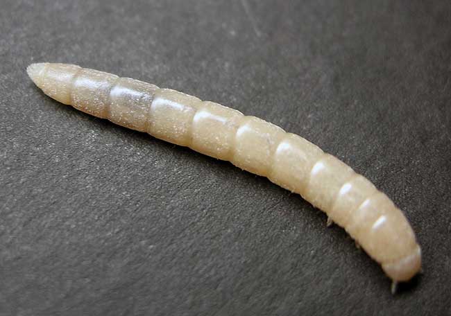 Личинка жука мучного хруща – особенности, биология, распространение