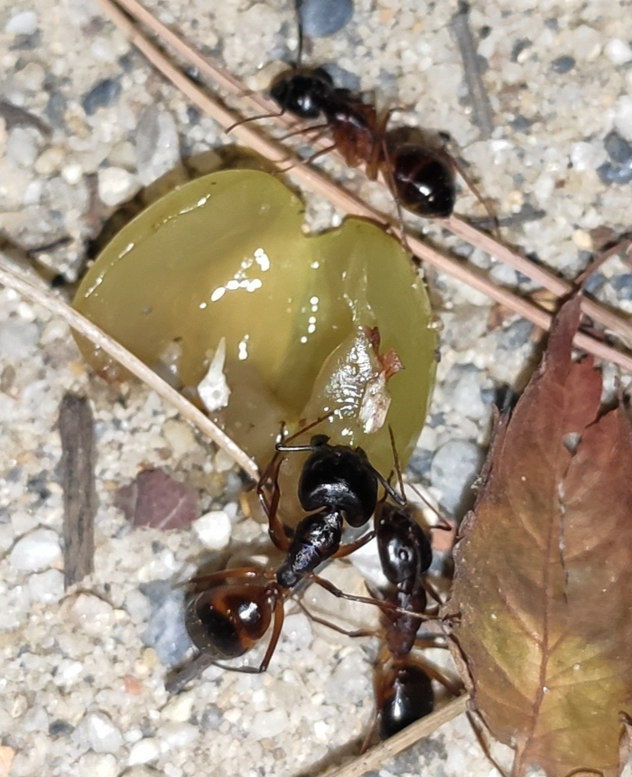 Camponotus_6.jpg