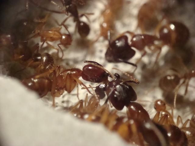 Camponotus 4.JPG