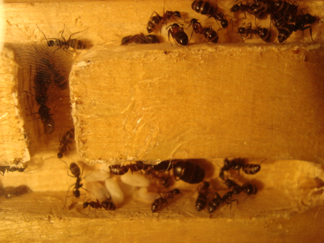Camponotus herculeanus 1.JPG