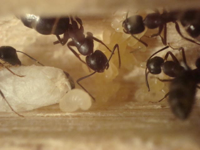 Camponotus herculeanus 2.JPG