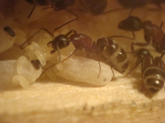 Camponotus herculeanus 9.JPG