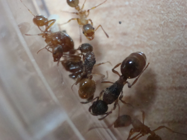 Myrmica1.JPG