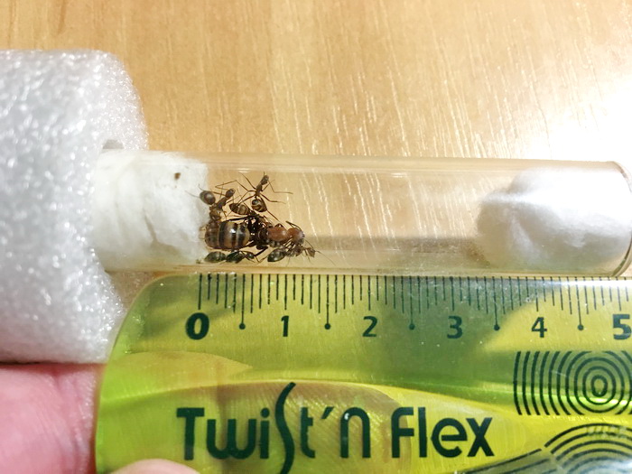 Размер матки Camponotus habereri