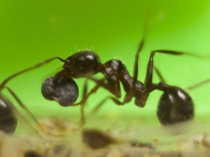Внимание, муравьи!