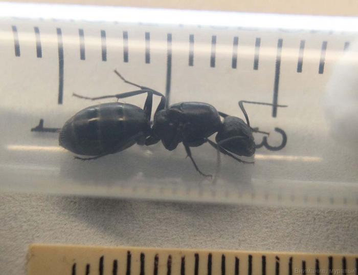 Camponotus Vagus.jpg