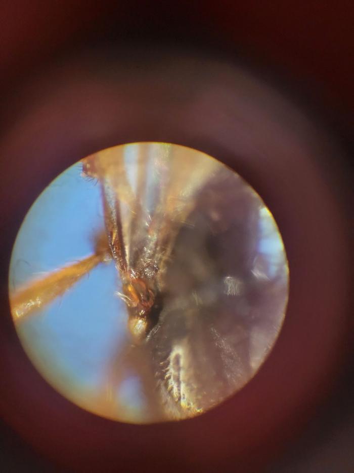 Начало крылышка на спине матки Solenopsis fugax.jpg